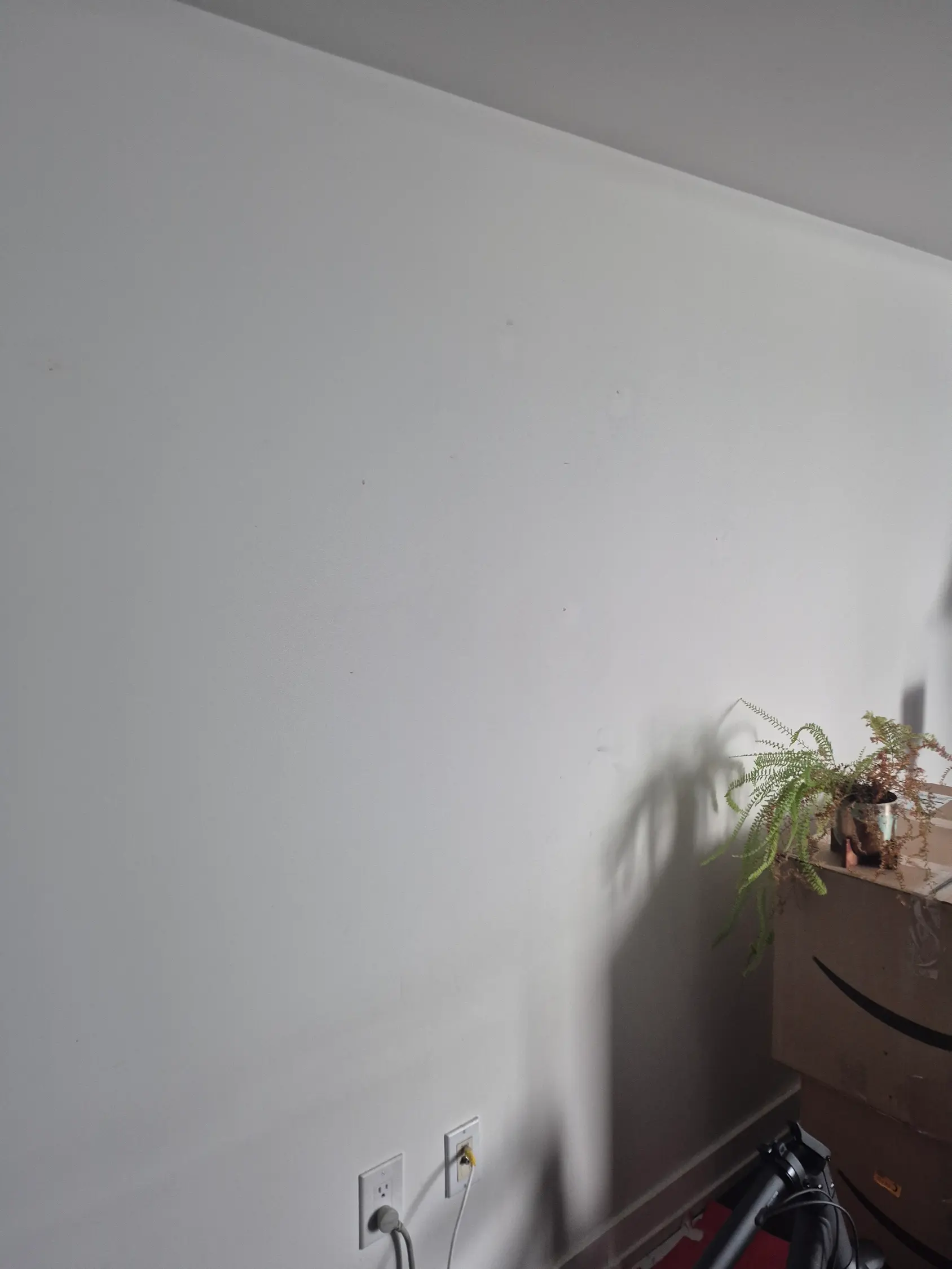 Peeling paint lifting away from a wall in sheets, an adhesion failure